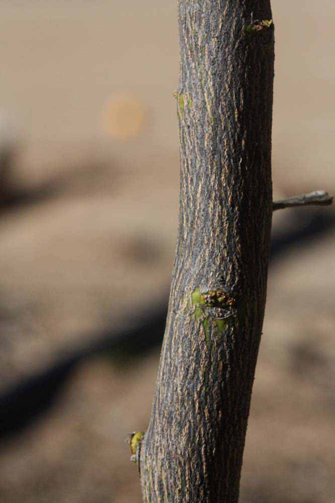              Bark (Riverside, CA)       